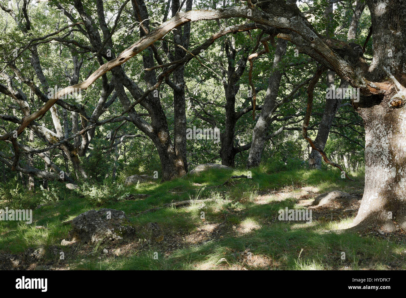 Oaks,foresta di querce, estate, Bargemon, a nord-est di Draguignan, dipartimento del Var, comune francese, Francia Foto Stock
