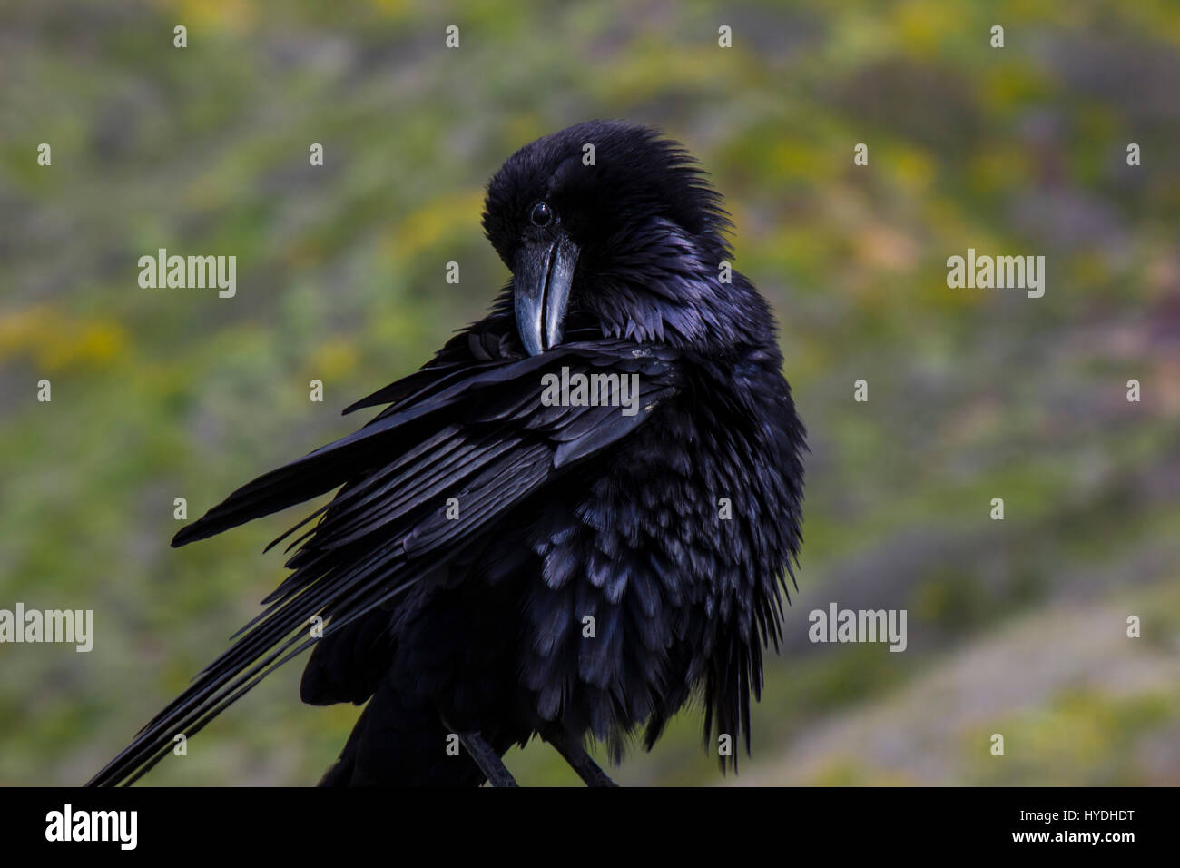 Close up di Raven blackbird che si gratta con becco Foto Stock