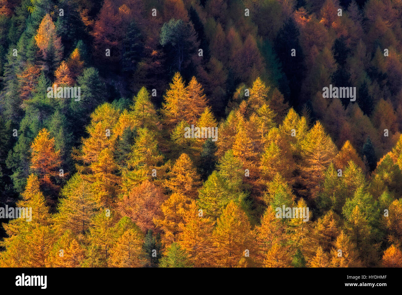 Penso che gli alberi in cluster su un fianco della montagna per un oggetto ideale per essere reso con la tecnica Orton. Preso in qualche bella, luce morbida a Foto Stock