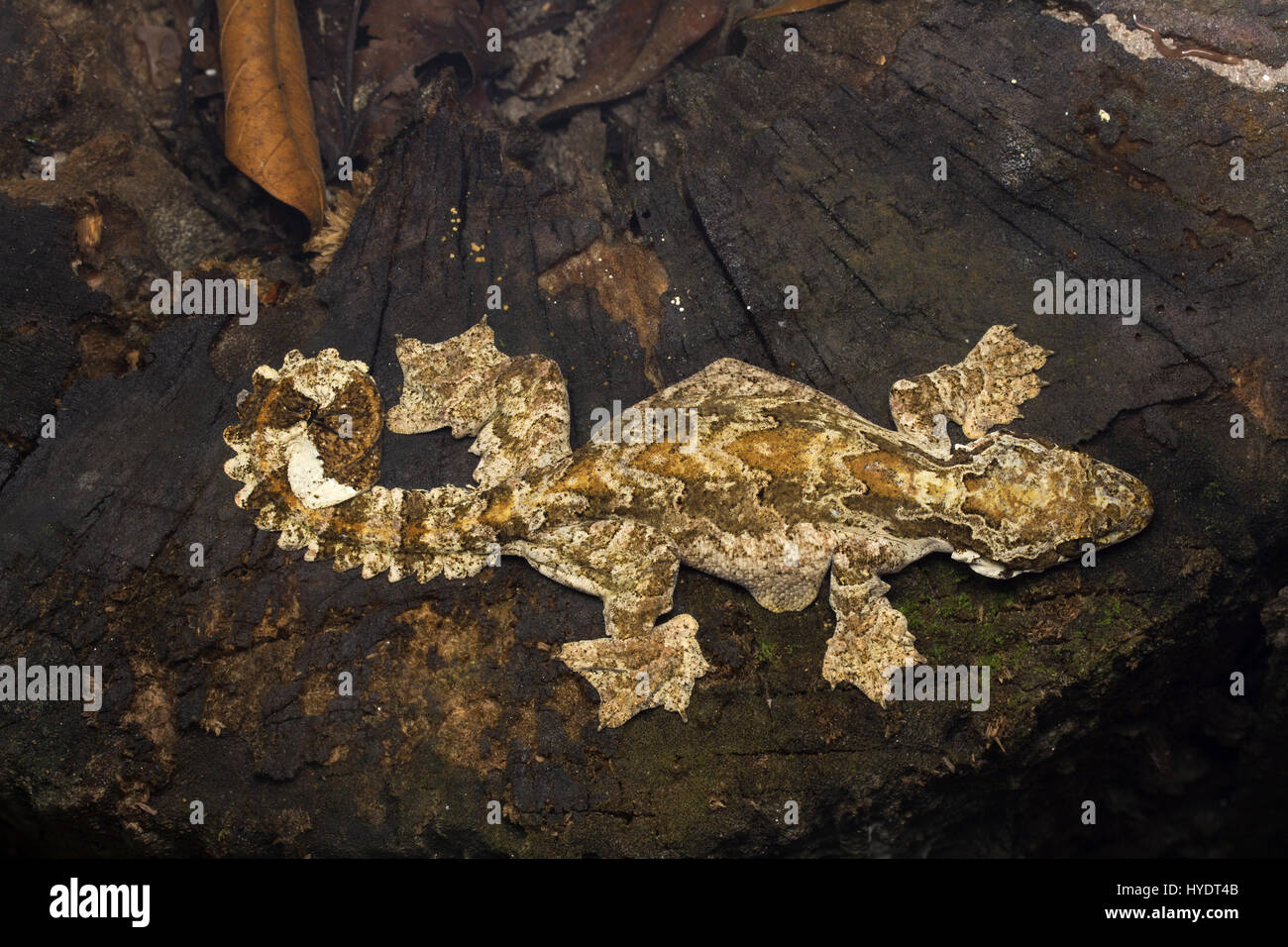 Kuhl's Flying Gecko Foto Stock