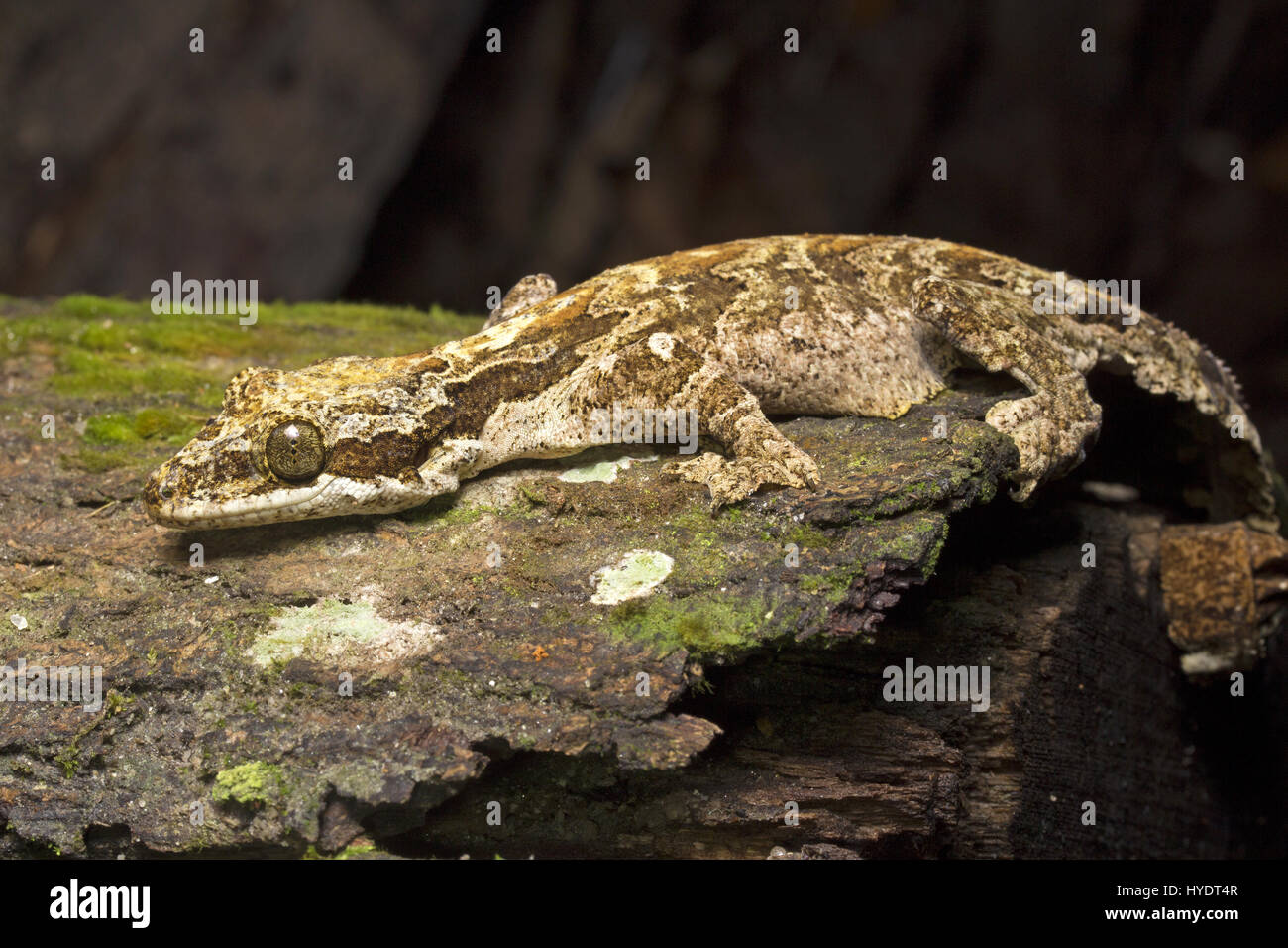 Kuhl's Flying Gecko Foto Stock