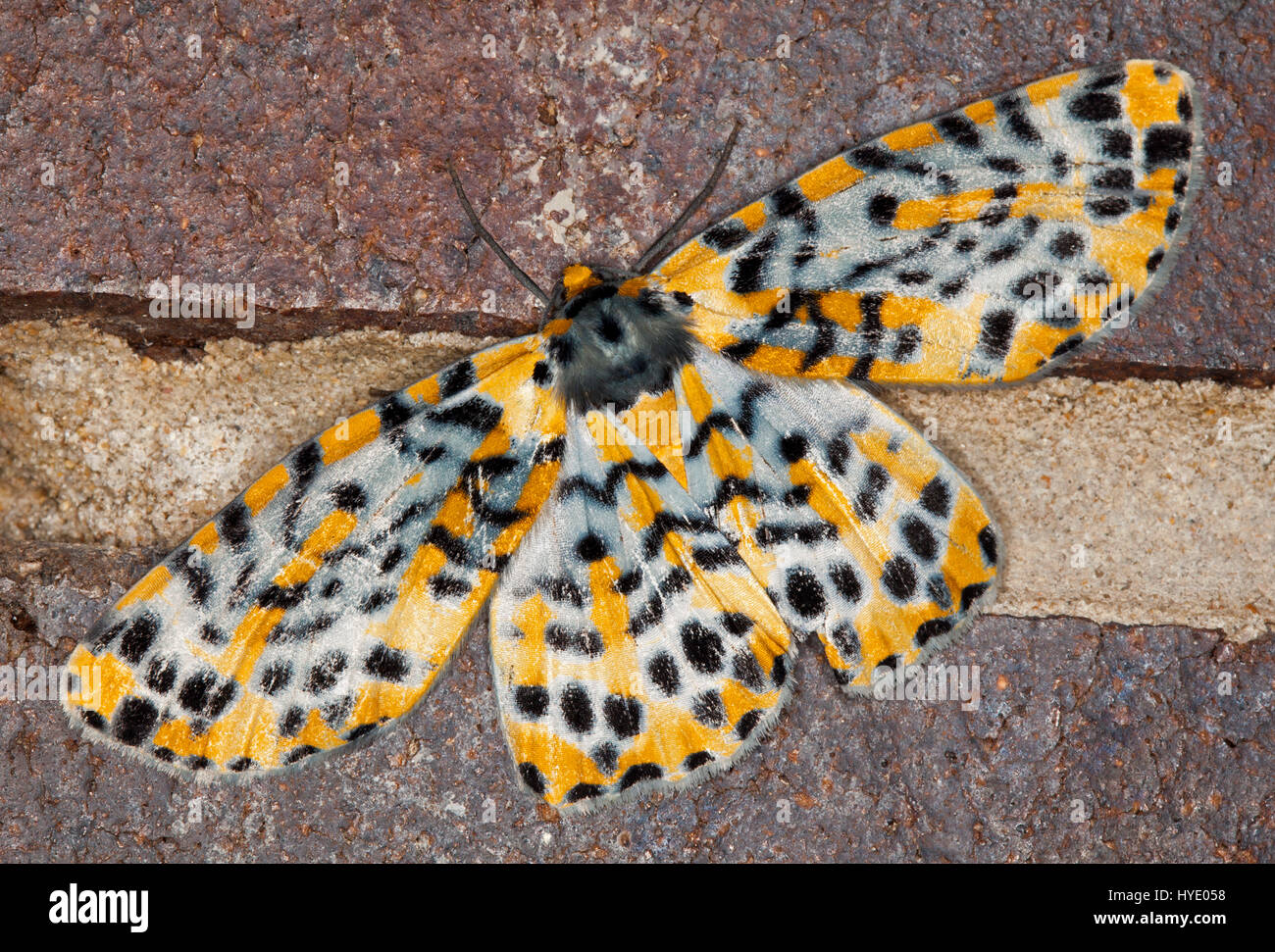 Insolite e colorate in arancione, nero e bianco falena Australiano, Bracca rotundata, membro della famiglia Geometridae, marrone su sfondo di pietra Foto Stock