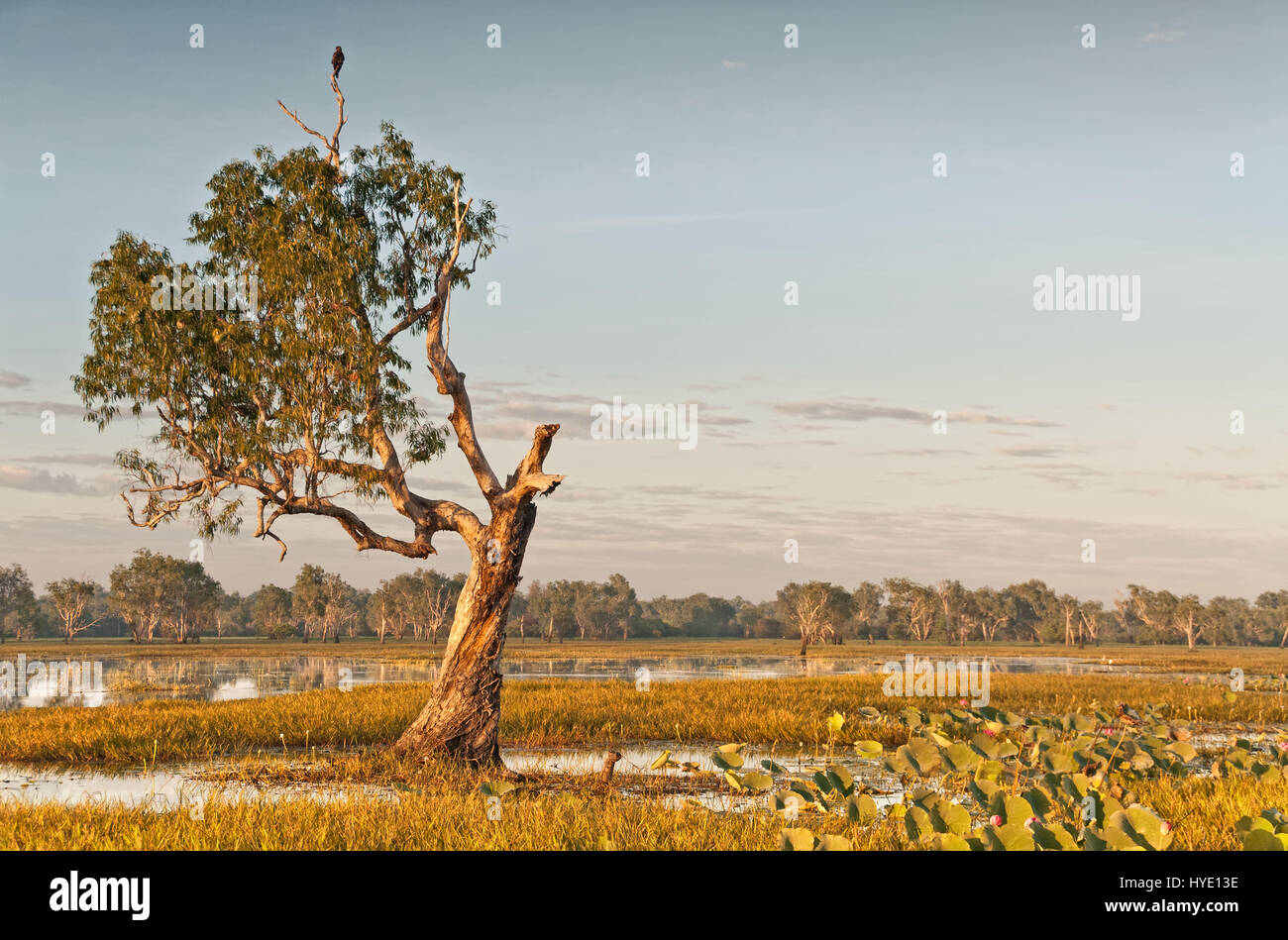 Nodose tree con un singolo uccello da preda arroccato in cima al Fiume Giallo billabong, Territori del Nord, Australia Foto Stock