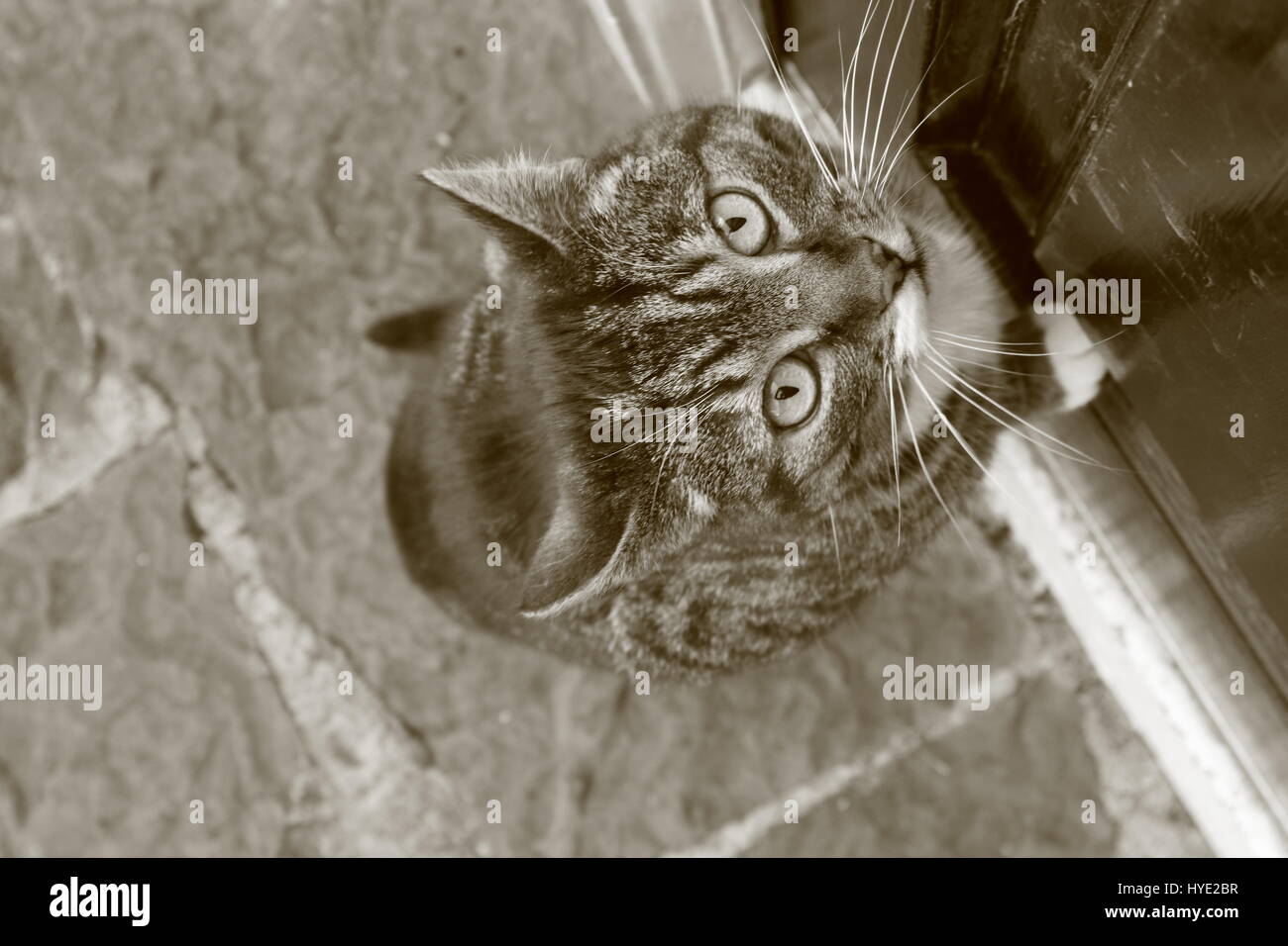 Gatto furtivo in bianco e nero Foto Stock