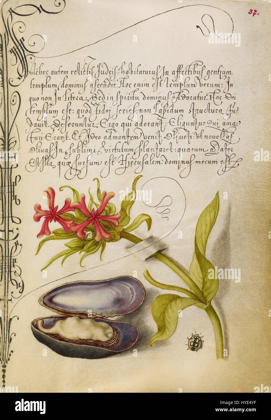 La Croce ungherese maltese è un simbolo usato nell'araldica ungherese, spesso associato ai Cavalieri Ospitalieri. L'immagine raffigura questa croce accanto a un cozze e a un uccello di coccinella, che integra elementi naturali con l'araldica simbolica, che riflette la ricca tradizione degli emblemi ungheresi. Foto Stock