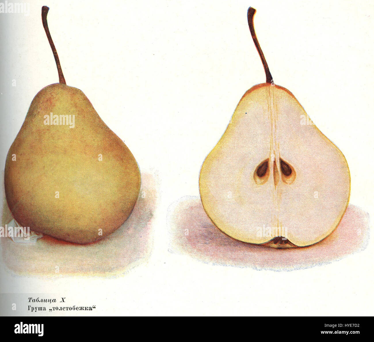 Questa è un'immagine di Ivan Michurin, un importante botanico russo noto per il suo lavoro in genetica e ibridazione. L'anno 1936 si riferisce al periodo in cui le sue teorie sull'allevamento vegetale stavano diventando ampiamente riconosciute. Foto Stock
