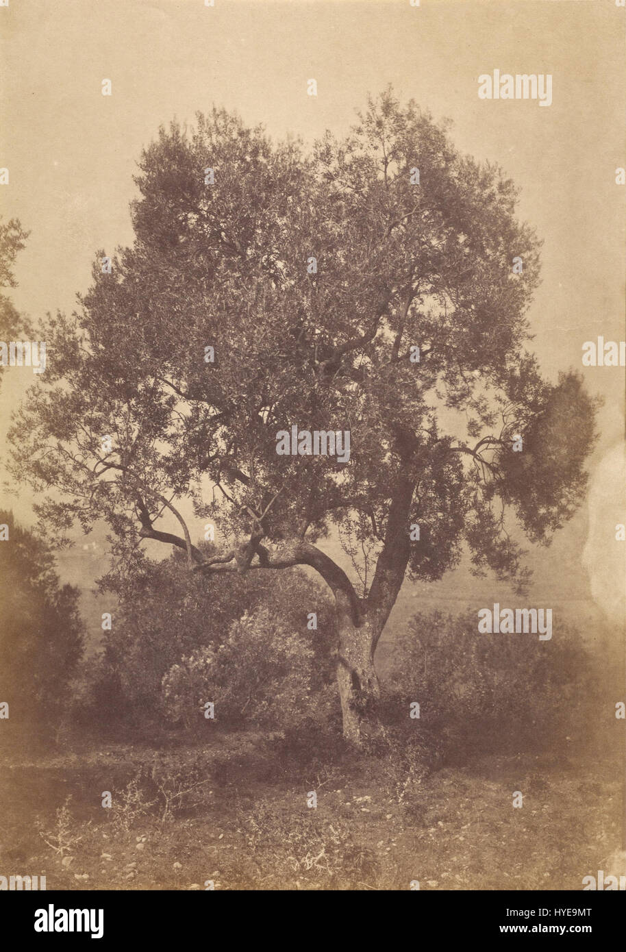 Una fotografia di carta salata intitolata "Oak Tree" dell'artista britannico Sir Coutts Lindsay, creata intorno al 1850, misura 32,5 x 23 cm, che mostra le prime tecniche fotografiche. Foto Stock