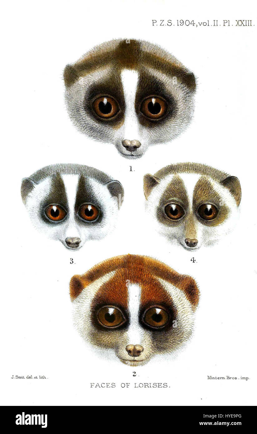 "Volti di Lorises" è una raccolta fotografica o uno studio che si concentra sulle caratteristiche facciali e sulle espressioni distintive di varie specie di loris, un primate noto per i suoi movimenti lenti e i grandi occhi espressivi. Foto Stock