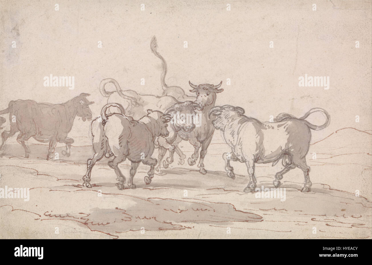 L'illustrazione di Thomas Rowlandson mostra un gruppo di cinque tori, catturati nel momento prima di un incontro. Questo pezzo del XVIII secolo cattura la capacità di Rowlandson di trasmettere energia dinamica nel suo stile satirico e umoristico. Foto Stock