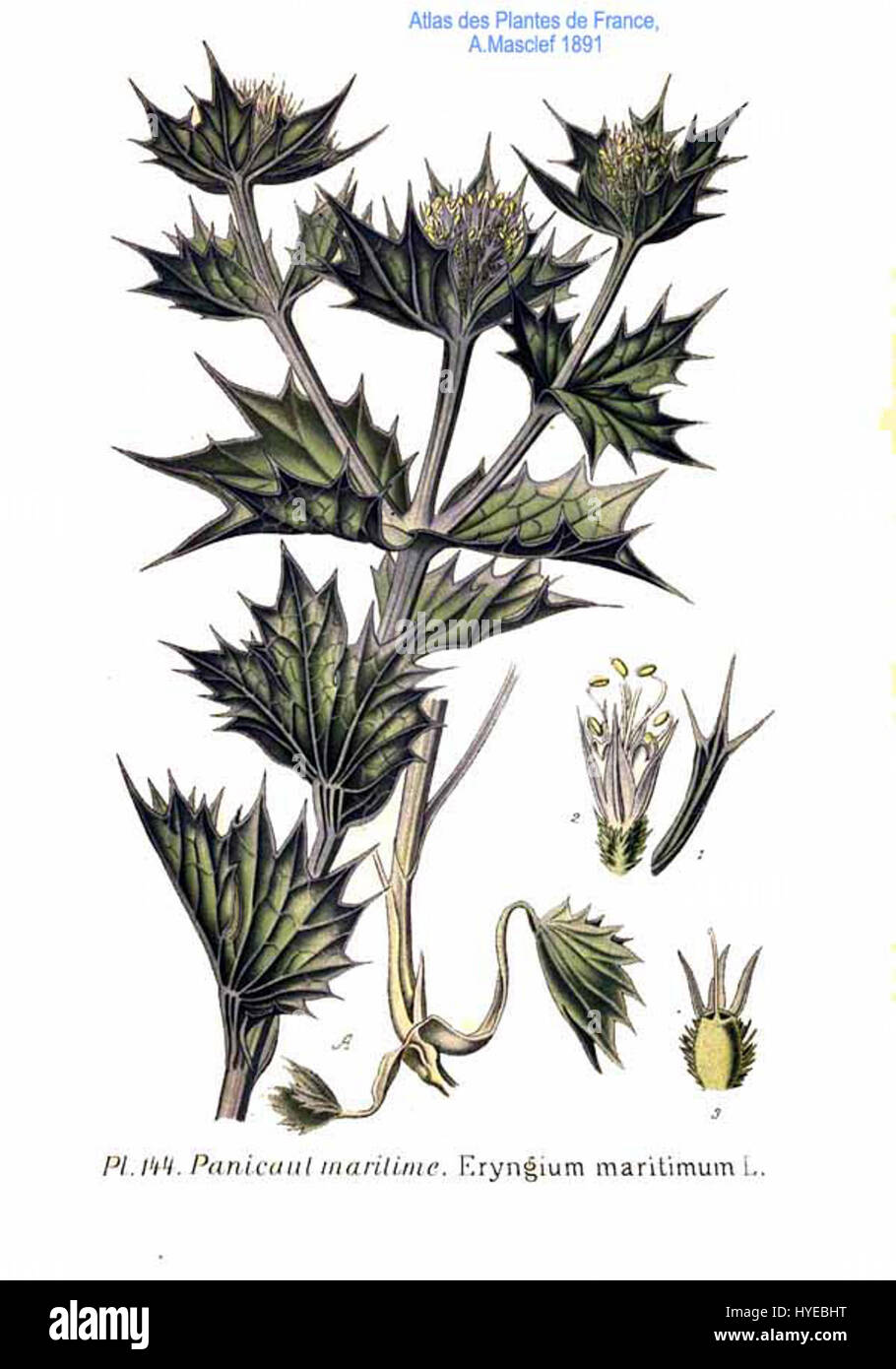 L'Eryngium maritimum L., noto anche come Sea holly, è una specie di piante costiere con foglie spinose e fiori azzurri. Prospera su terreni sabbiosi vicino al mare ed è conosciuta per il suo aspetto suggestivo. Foto Stock L'Eryngium maritimum L., noto anche come Sea holly, è una specie di piante costiere con foglie spinose e fiori azzurri. Prospera su terreni sabbiosi vicino al mare ed è conosciuta per il suo aspetto suggestivo. Foto Stock