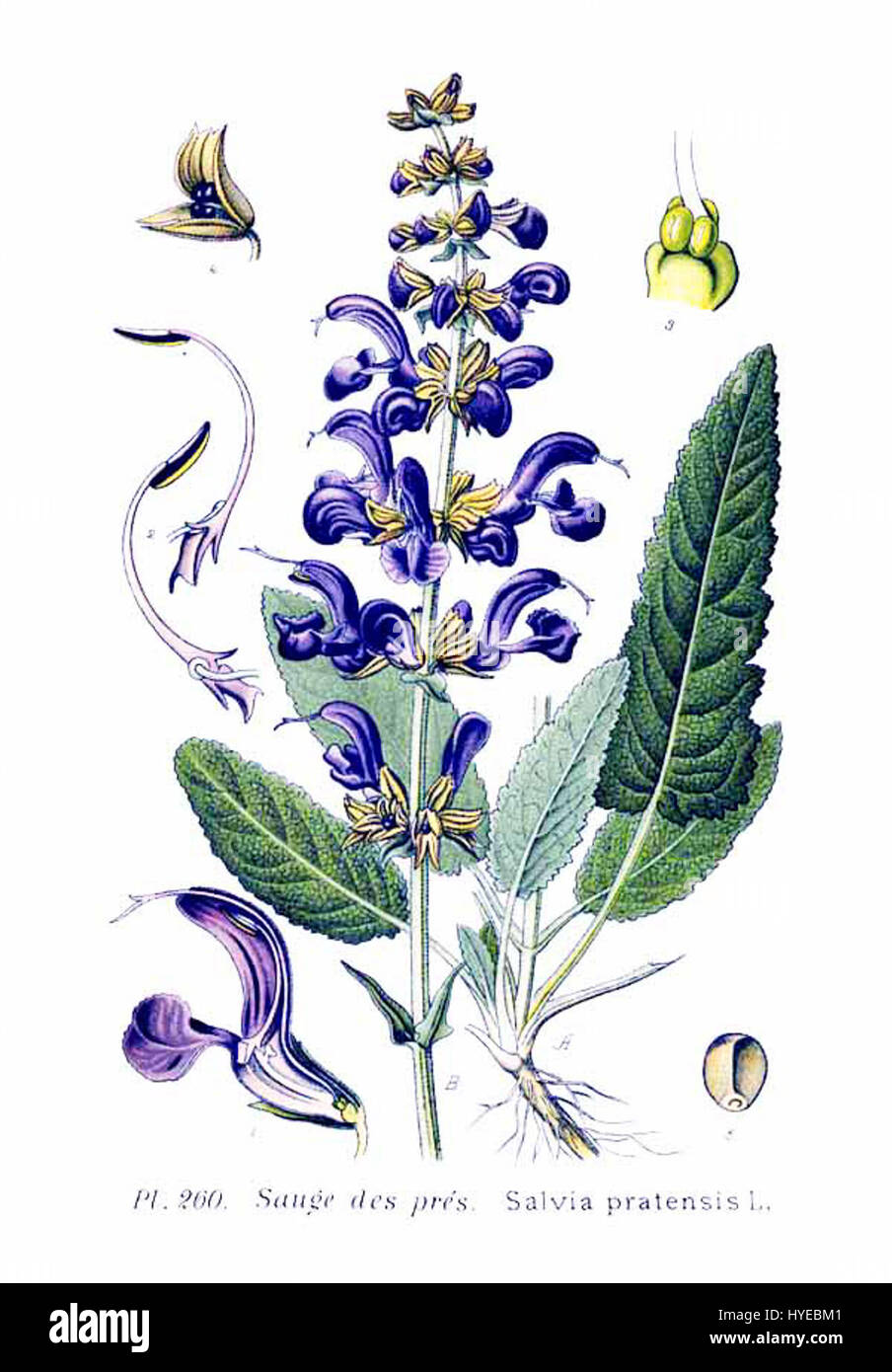 260 Salvia pratensis L Foto Stock