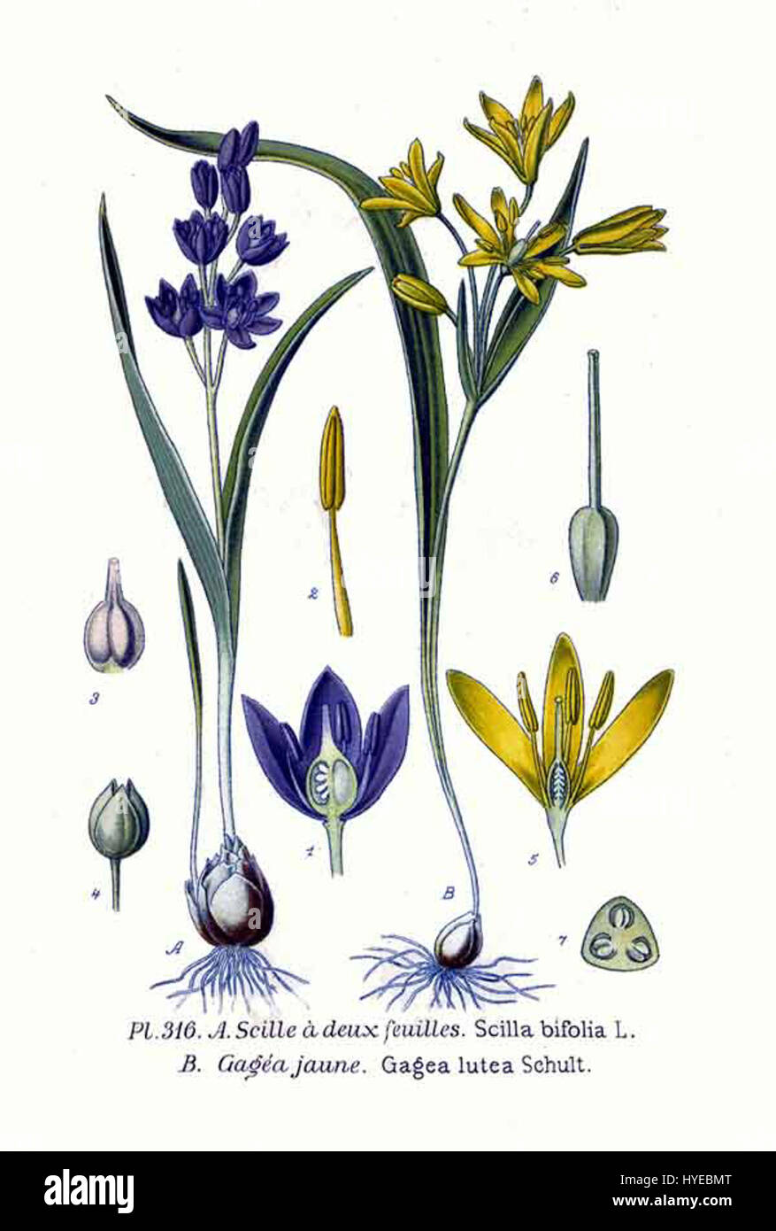 *Gagea lutea*, nota anche come la stella gialla di Betlemme, è una pianta primaverile in fiore che si trova in boschi e prati. La pianta è nota per i suoi fiori gialli brillanti ed è una specie chiave negli ecosistemi temperati. Foto Stock