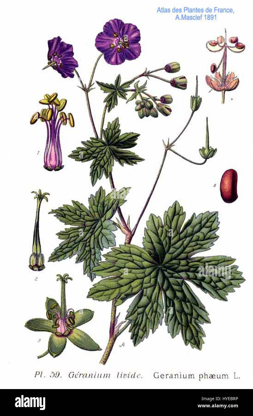 "59 Geranium phaeum L." è un'illustrazione botanica del Geranium phaeum, comunemente noto come il becco della gru a cielo aperto, caratterizzato dai suoi caratteristici fiori viola scuro. Foto Stock