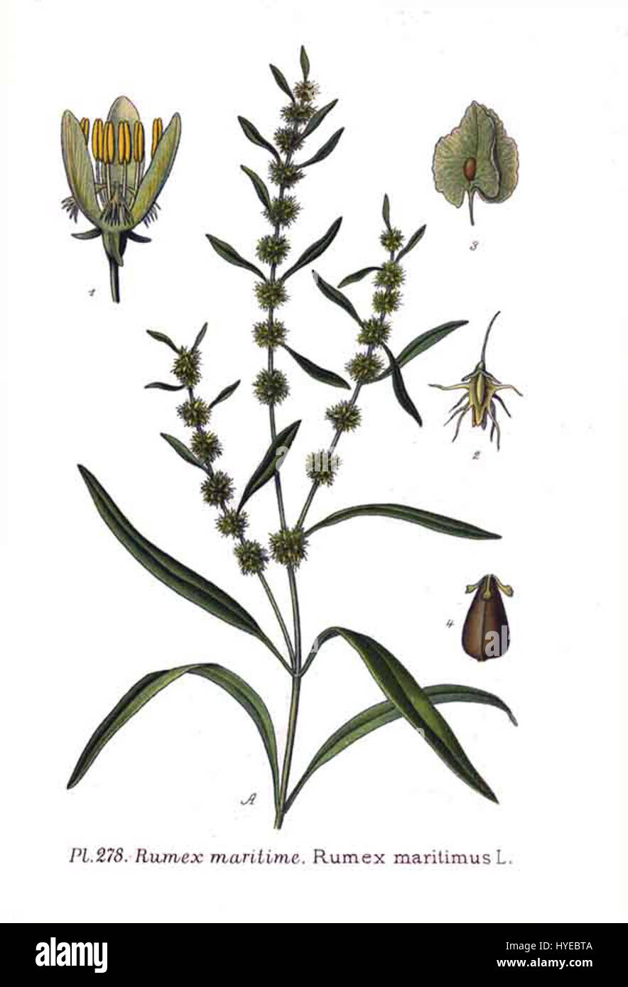 Il Rumex maritimus L., comunemente noto come bacino di mare, è una specie di pianta perenne che si trova nelle zone costiere. È noto per le sue ampie foglie a forma di freccia e per i piccoli fiori rossastri. Foto Stock