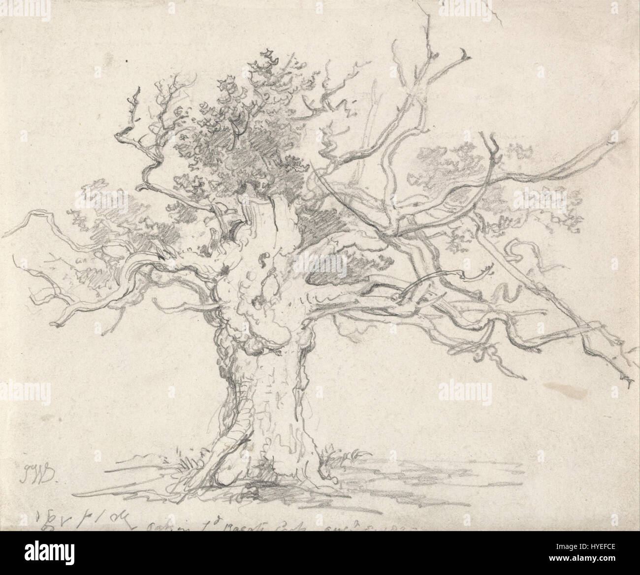 "A stunted Oak" di James Ward presenta una rappresentazione drammatica e dettagliata di un albero che trasmette la durezza della natura. L'opera si concentra sul simbolismo della crescita e della sopravvivenza in condizioni avverse. Foto Stock