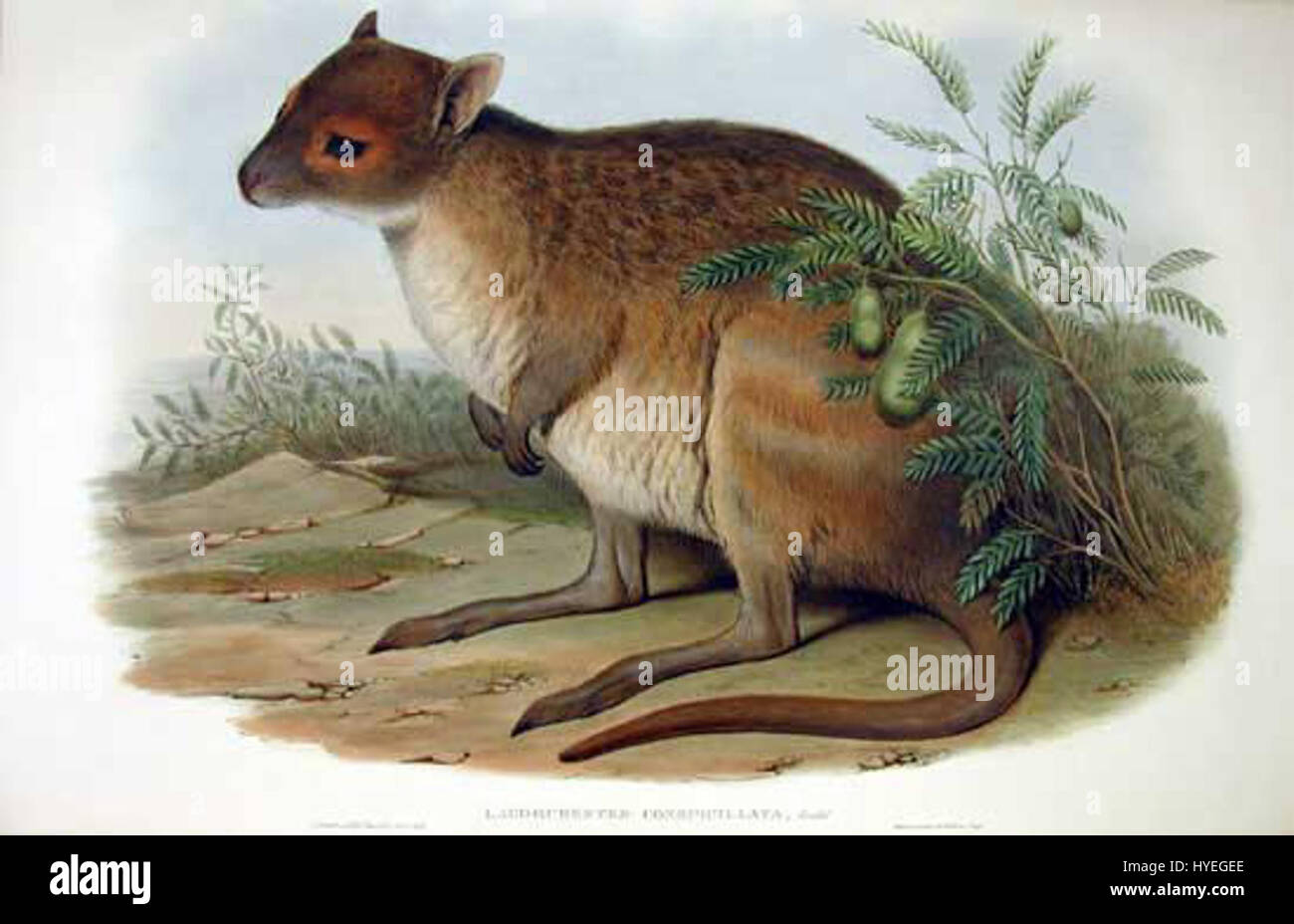 Lagorchestes conspicillatus, il canguro coniglio dagli occhiali, illustrato da John Gould, un ornitologo e illustratore di uccelli inglese, nel 1853. Foto Stock