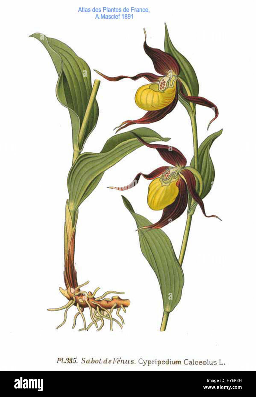 Cypripedium calceolus, noto anche come la pantofola gialla da donna, è una specie di orchidea originaria dell'Europa e dell'Asia, nota per i suoi caratteristici fiori a forma di pantofola. Foto Stock