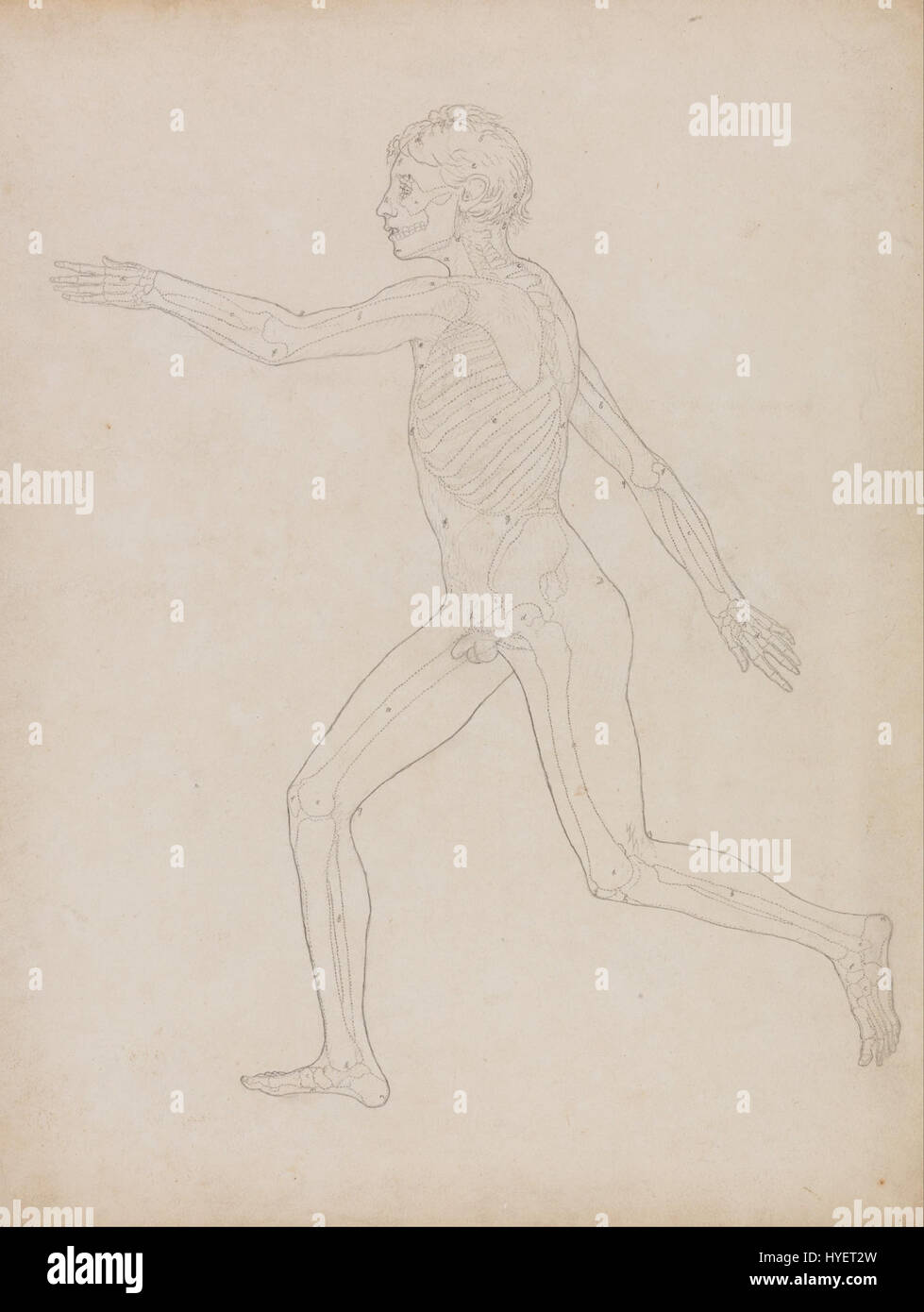 "A comparative Anatomical Exposition" di George Stubbs presenta un confronto scientifico e artistico dell'anatomia umana insieme a quella di una tigre e di altri animali. Stubbs è rinomato per la sua precisione nello studio e nell'illustrazione della fisiologia animale. Foto Stock