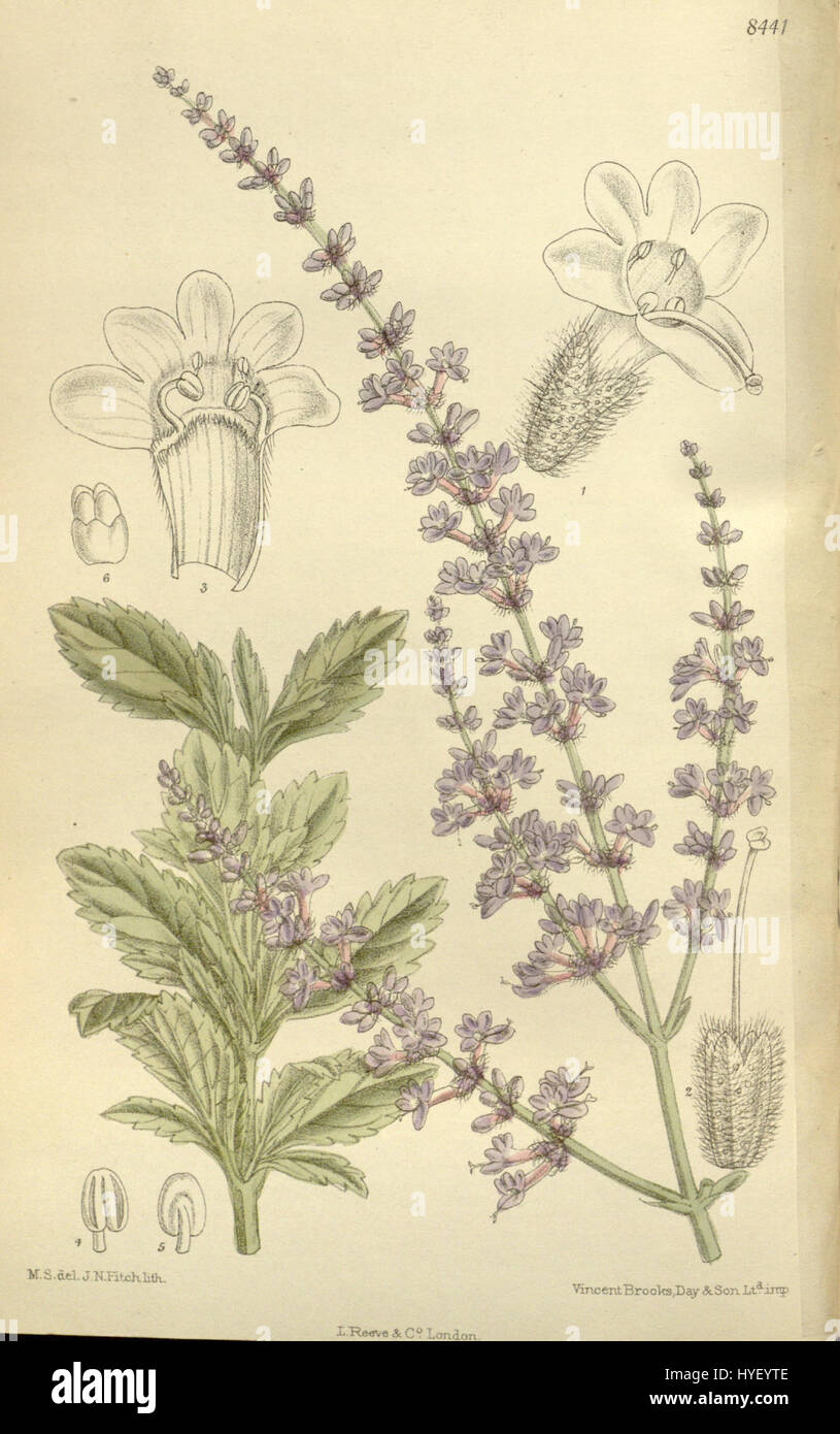 La Perovskia atriplicifolia, comunemente nota come salvia russa, è un arbusto perenne noto per il suo fogliame aromatico e le alte guglie di fiori blu lavanda. È ampiamente usato nei giardini per scopi ornamentali grazie al suo aspetto attraente e alla tolleranza alla siccità. Foto Stock