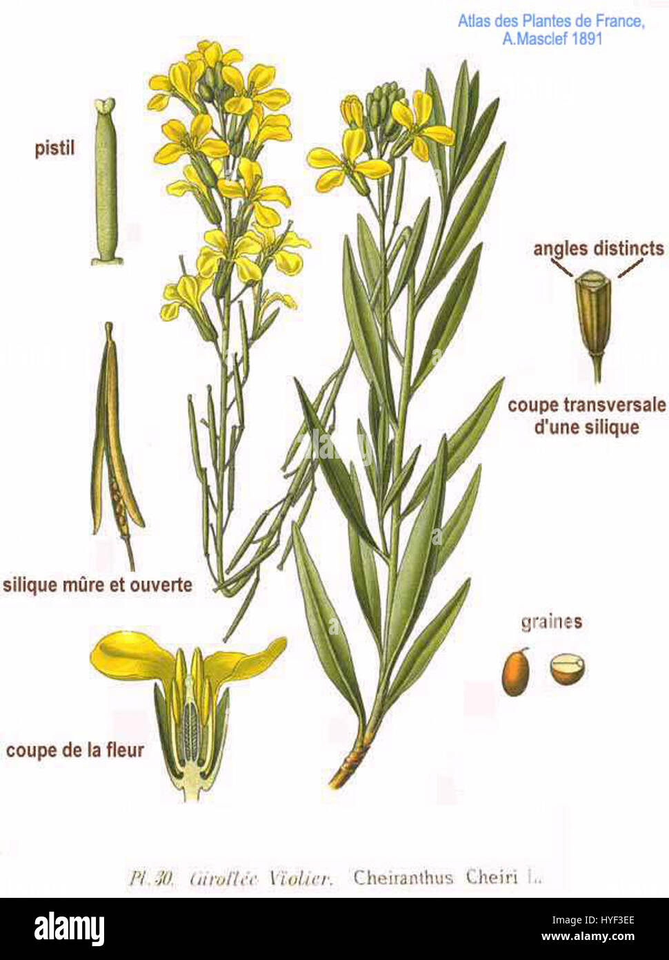 Cheiranthus cheiri L, una specie di violiere, illustrata da Amédée Masclef, un artista botanico francese. Foto Stock