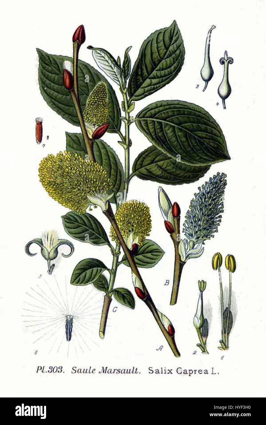*Salix caprea* (salice di capra) è una specie di salice originaria dell'Europa e dell'Asia. Nota per i suoi gatti fuzzy, questa specie si trova comunemente nelle zone umide ed è significativa negli studi ecologici e nella ricerca sulla biodiversità. Foto Stock *Salix caprea* (salice di capra) è una specie di salice originaria dell'Europa e dell'Asia. Nota per i suoi gatti fuzzy, questa specie si trova comunemente nelle zone umide ed è significativa negli studi ecologici e nella ricerca sulla biodiversità. Foto Stock
