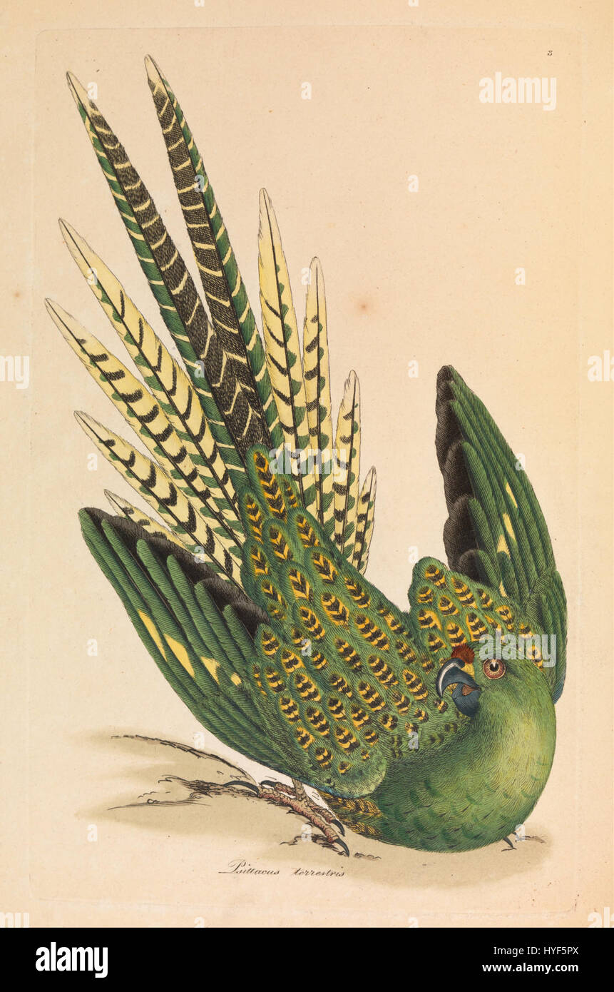 James Sowerby terreno Parrot, Psittacus terrestris Google Art Project Foto Stock