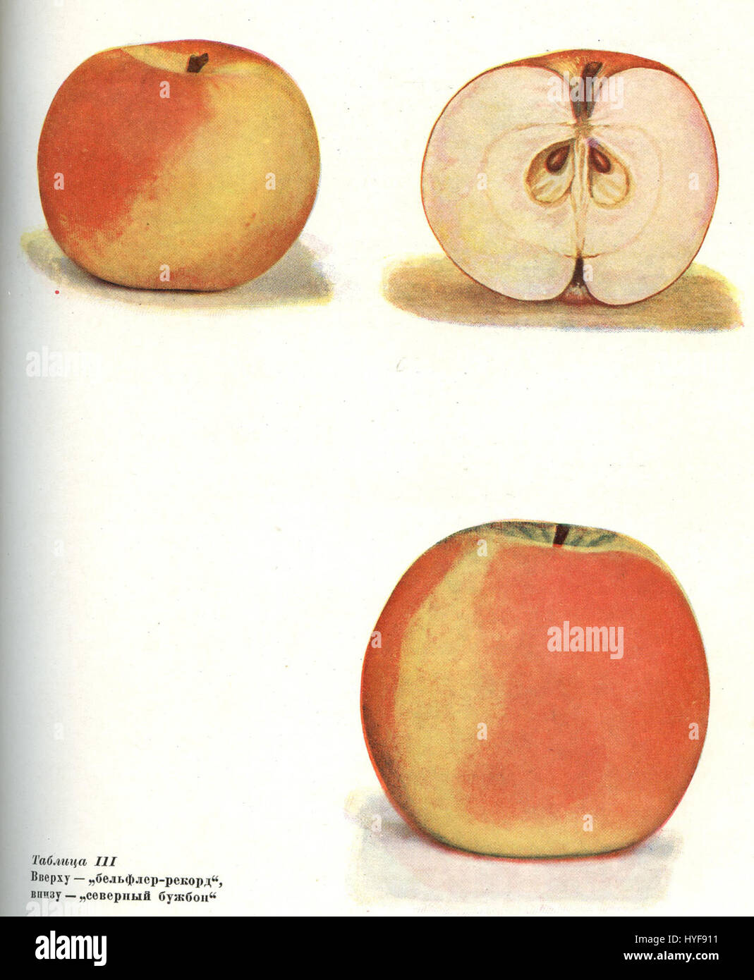 L'immagine del 1936 'Michurin' probabilmente fa riferimento al noto biologo russo Ivan Michurin. Il ritratto potrebbe riflettere il suo lavoro nell'ibridazione delle piante e i suoi contributi alla scienza agricola sovietica. L'anno 1936 collega il lavoro ai risultati dell'era sovietica. Foto Stock