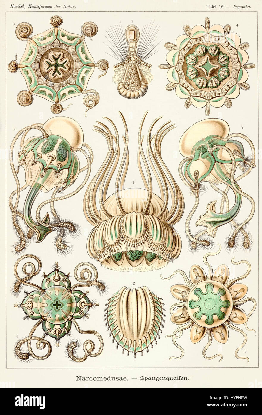 Questa illustrazione tratta dal Kunstformen der Natur di Ernst Haeckel (forme d'arte della natura) raffigura il Narcomedusae, una classe di meduse. Le illustrazioni scientifiche e dettagliate di Haeckel mostrano la sua abilità nel combinare l'arte con la biologia. Foto Stock