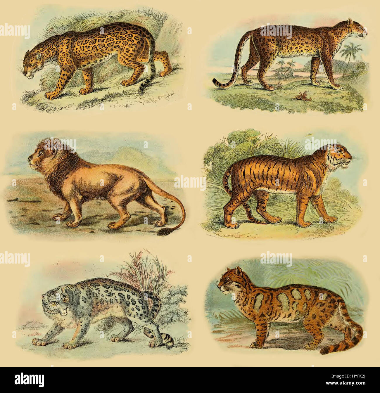 Il "collage Pantherinae" di Lydekker mostra varie specie all'interno della sottofamiglia Pantherinae, tra cui leoni, tigri e leopardi. Questa opera d'arte si concentra sulle caratteristiche e i comportamenti naturali di questi grandi gatti, fornendo informazioni sul loro ruolo nel regno animale e sul loro status iconico nell'arte della fauna selvatica. Foto Stock