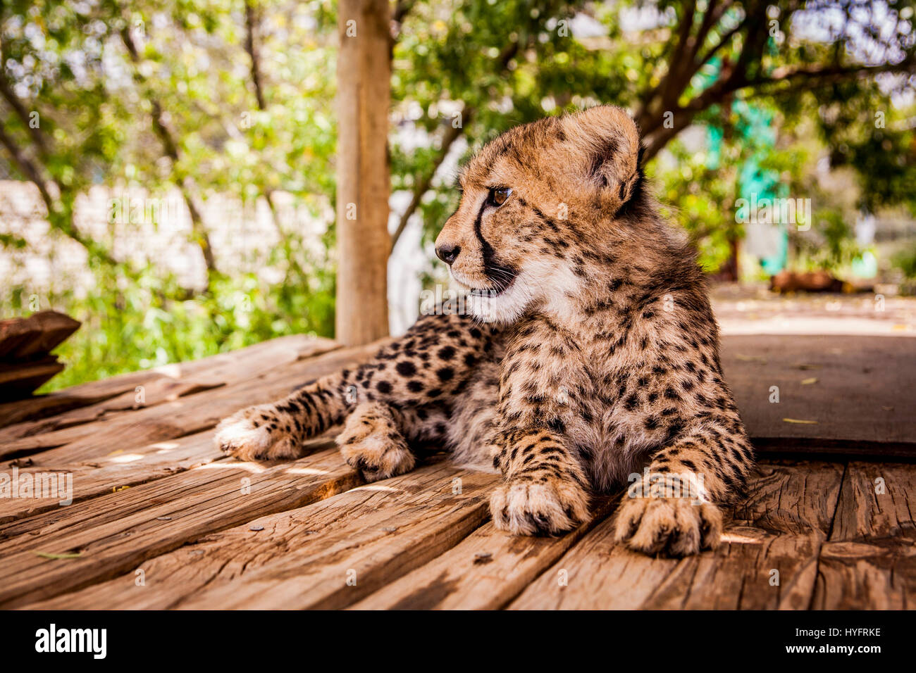 Cheetah in Sudafrica Foto Stock