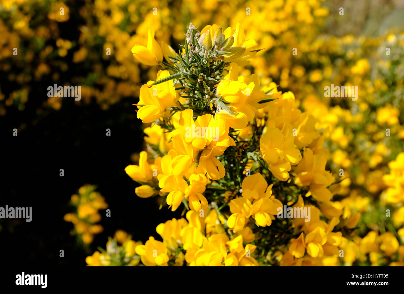 Gorse giallo fiori, Norfolk, Inghilterra Foto Stock