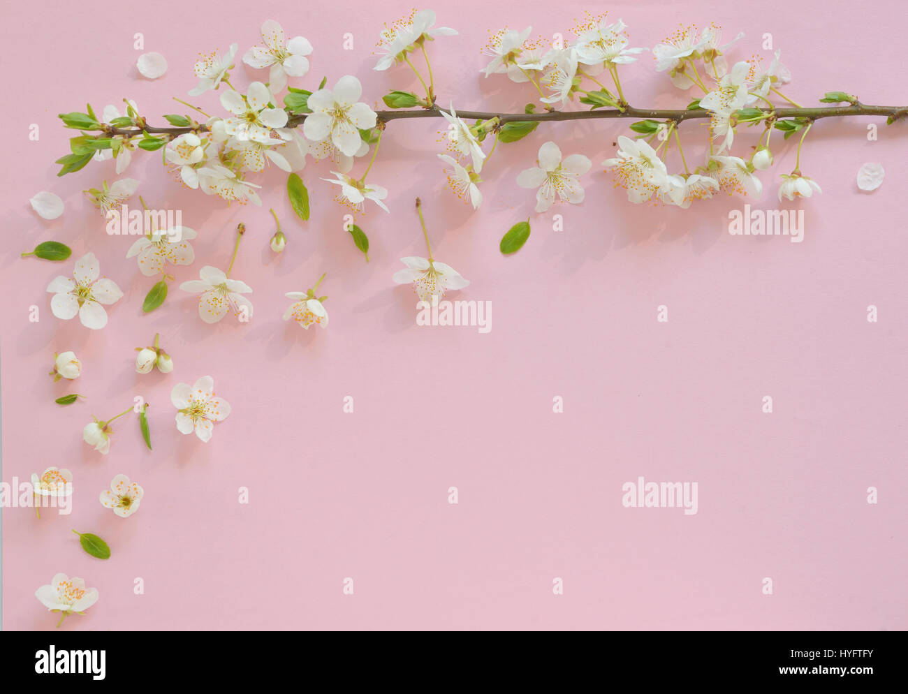 Fiore di Ciliegio rosa su sfondo della carta Foto Stock