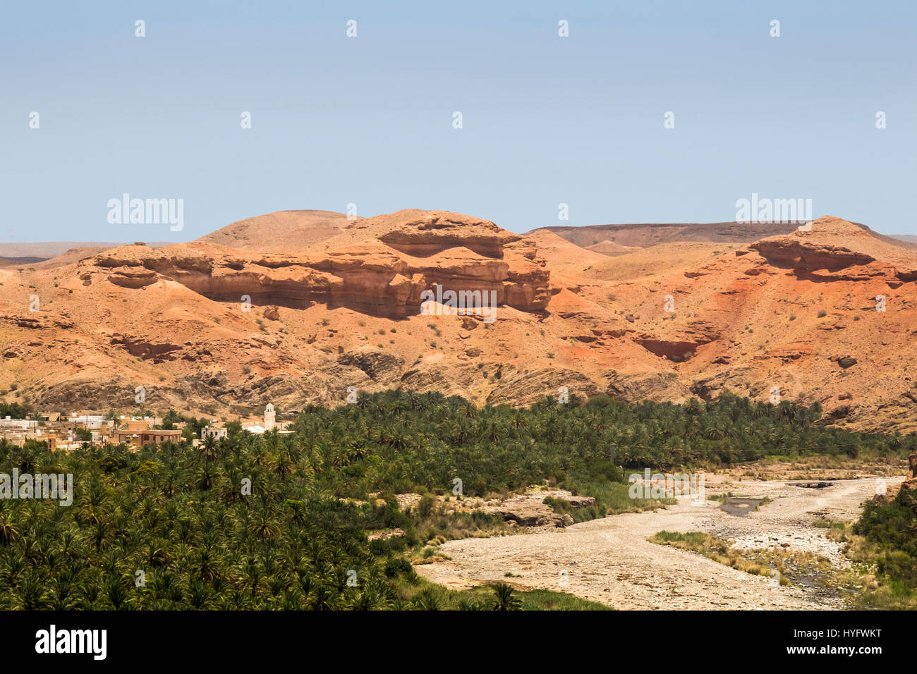 Oman deserto fauna selvatica e Oasis Foto Stock