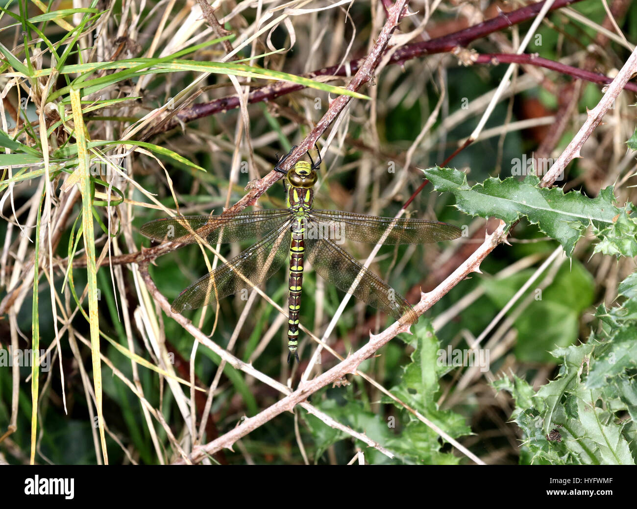 Femmina Hawker meridionale di libellula Foto Stock