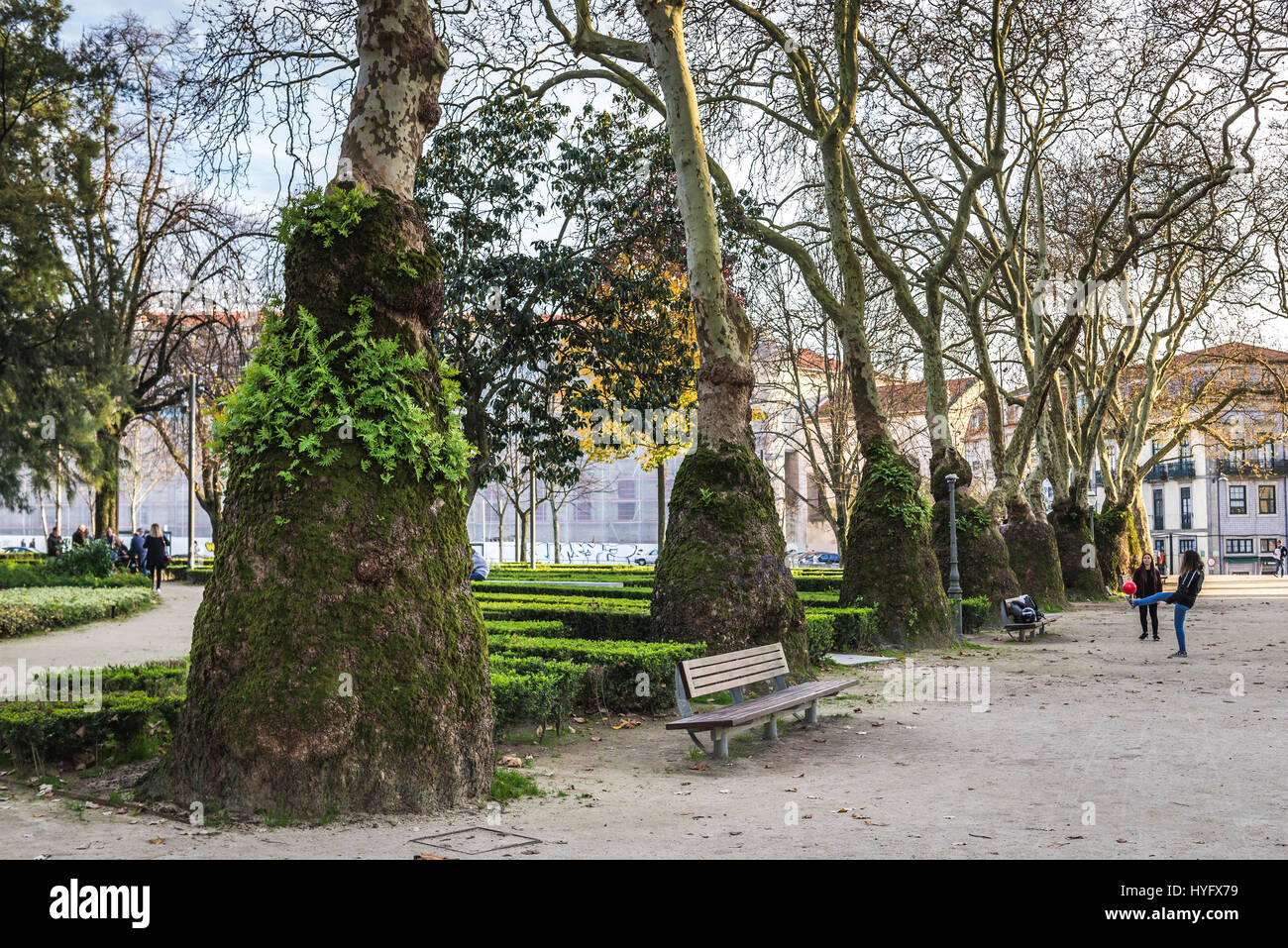 Insolitamente addensato tronchi di piano tress in giardino Cordoaria in Vitoria parrocchia civile della città di Porto sulla penisola Iberica in Portogallo Foto Stock