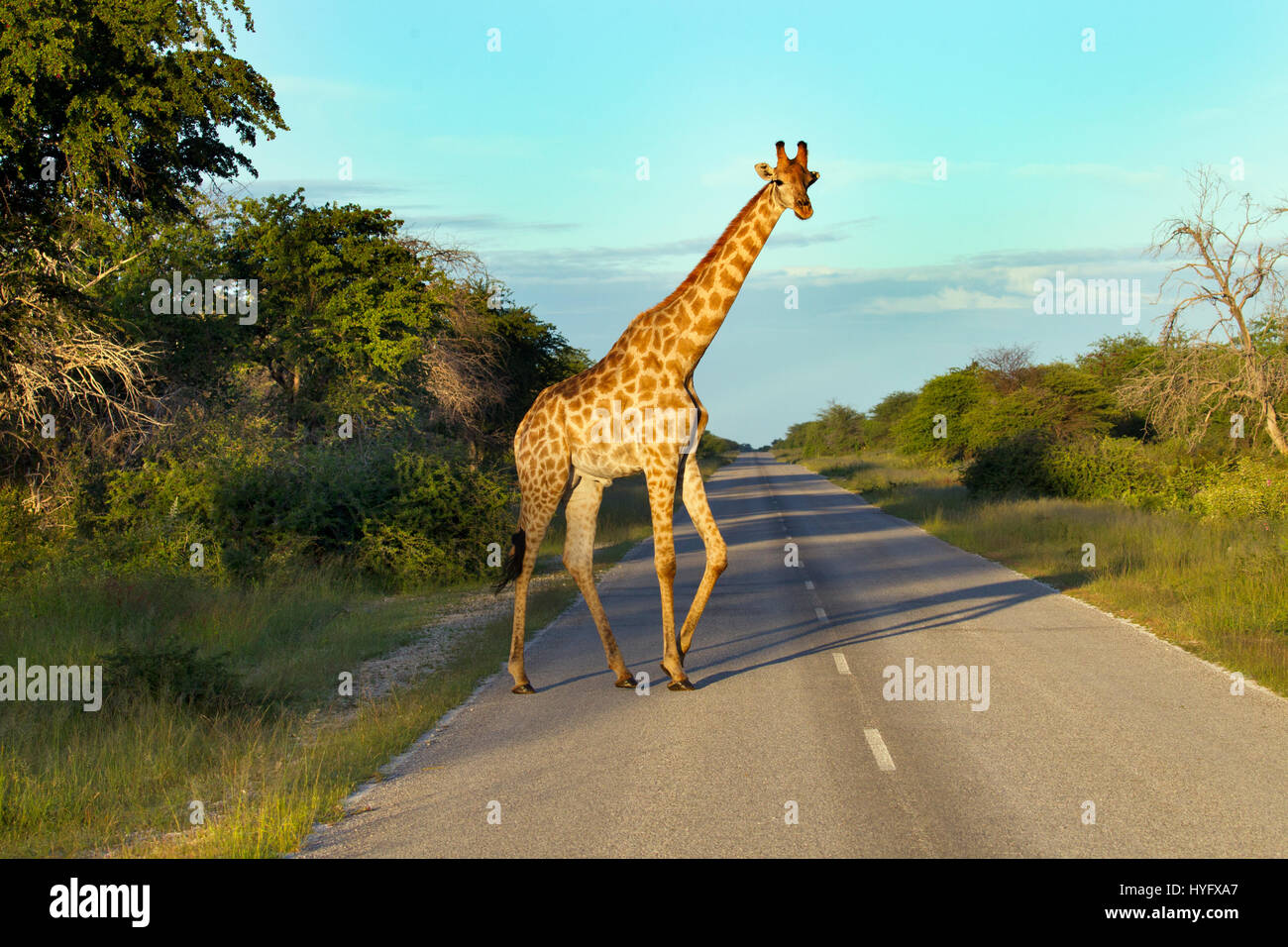 Angolana Giraffa giraffa giraffa angolensis strada di attraversamento Foto Stock