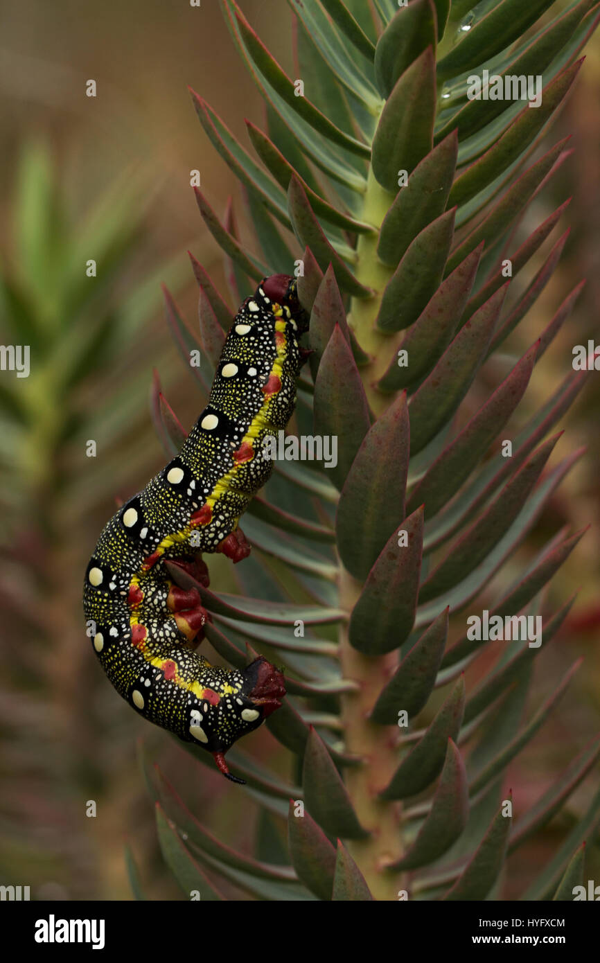 Caterpillar di euforbia (Hawkmoth Hyles euphorbiae) sul suo stabilimento alimentare, Euphorbia rigida. Foto Stock