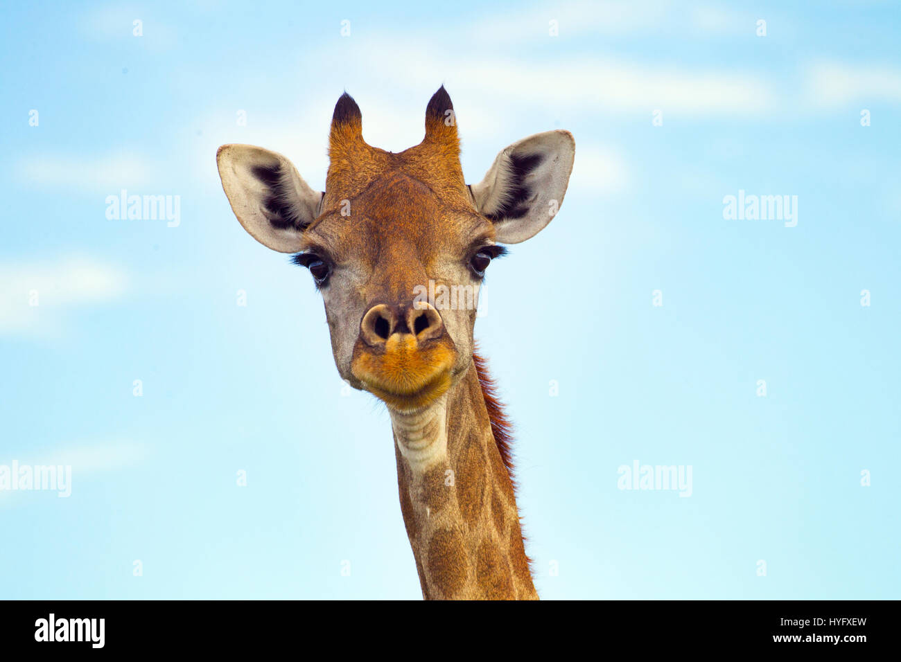 Angolana Giraffa giraffa giraffa angolensis Namibia settentrionale. Ritratto di testa Foto Stock