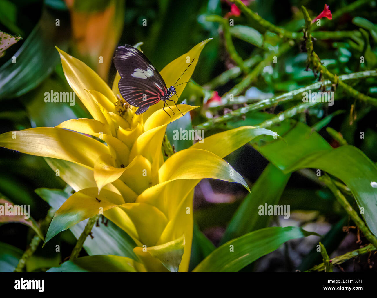 Farfalla Doris ad ala lunga (Heliconius doris viridis) Foto Stock