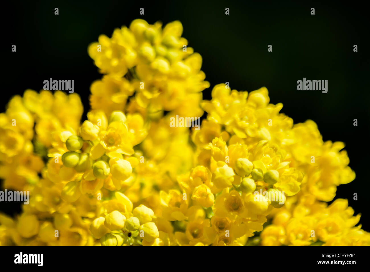 Cluster di Mahonia fiori gialli closeup Foto Stock