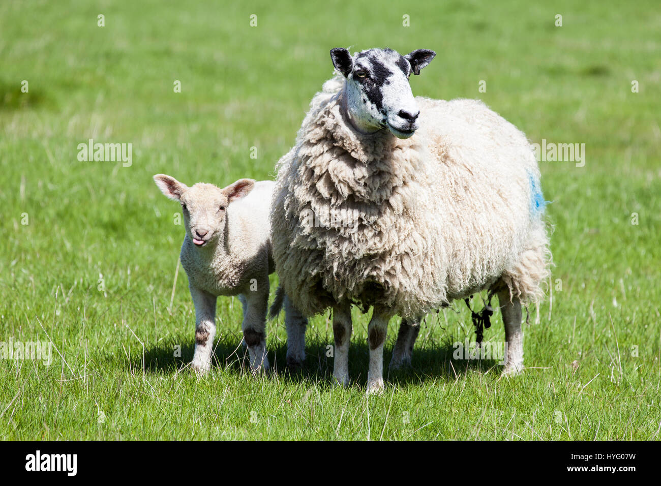 Agnelli a molla in un campo Foto Stock