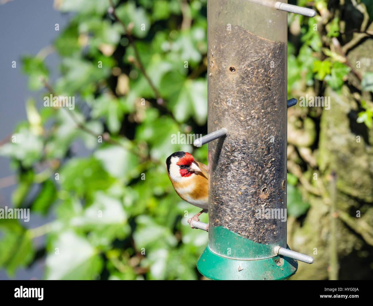 Maschio Cardellino europeo (Carduelis carduelis) finch in primavera su un giardino bird feeder in una siepe. Il Galles, UK Gran Bretagna Foto Stock