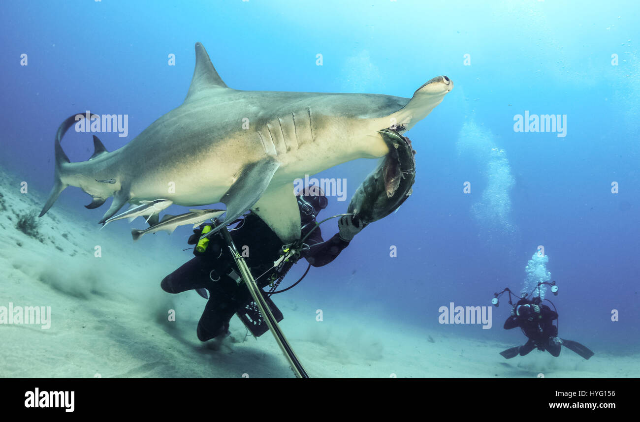 Giove in Florida, TIGER BEACH BAHAMAS: Diver alimentare pesce di Hammerhead. Tenendo un piede di sedici-lungo tiger shark nelle sue mani un coraggioso British subacqueo può essere visto posizionando il predatore selvatico in un sogno come la trance di novanta piedi sott'acqua. Con solo un paio di pollici tra di loro, il subacqueo tratti e allevia lo squalo in una procedura chiamata "immobilità tonica", spesso usato per calmare gli squali al fine di rimuovere i ganci dalle loro bocche o gola. Altre foto evidenziare gli affilati denti all'interno di entrambi i tigre e gli squali limone' bocche mentre la mano del subacqueo alimenta alcune chicche pescoso. Essi possono essere anche se Foto Stock