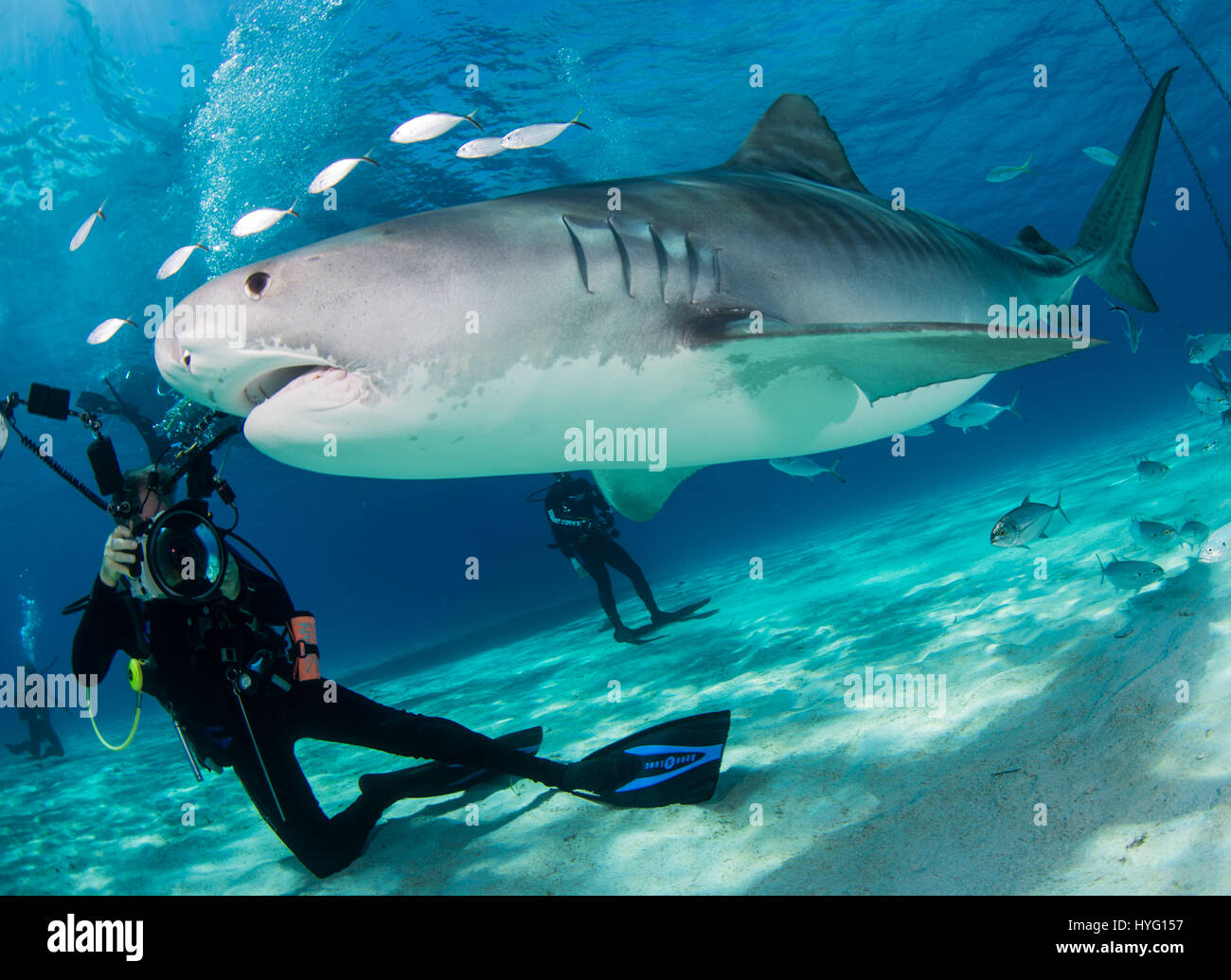 Giove in Florida, TIGER BEACH BAHAMAS: Tiger Shark nuoto subacqueo del passato. Tenendo un piede di sedici-lungo tiger shark nelle sue mani un coraggioso British subacqueo può essere visto posizionando il predatore selvatico in un sogno come la trance di novanta piedi sott'acqua. Con solo un paio di pollici tra di loro, il subacqueo tratti e allevia lo squalo in una procedura chiamata "immobilità tonica", spesso usato per calmare gli squali al fine di rimuovere i ganci dalle loro bocche o gola. Altre foto evidenziare gli affilati denti all'interno di entrambi i tigre e gli squali limone' bocche mentre la mano del subacqueo alimenta alcune chicche pescoso. Essi possono anche essere vedere Foto Stock
