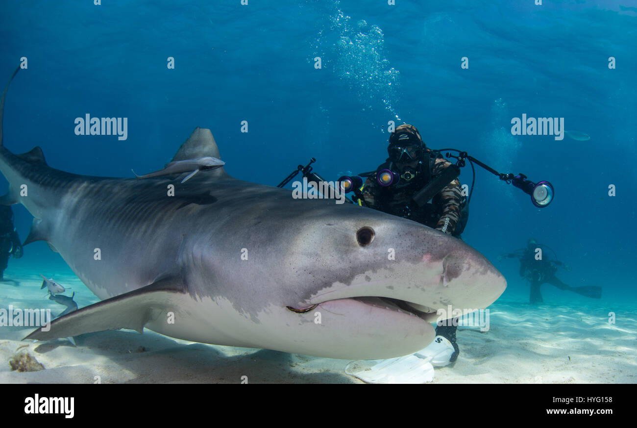Giove in Florida, TIGER BEACH BAHAMAS: sub in piedi dietro TIGER SHARK. Tenendo un piede di sedici-lungo tiger shark nelle sue mani un coraggioso British subacqueo può essere visto posizionando il predatore selvatico in un sogno come la trance di novanta piedi sott'acqua. Con solo un paio di pollici tra di loro, il subacqueo tratti e allevia lo squalo in una procedura chiamata "immobilità tonica", spesso usato per calmare gli squali al fine di rimuovere i ganci dalle loro bocche o gola. Altre foto evidenziare gli affilati denti all'interno di entrambi i tigre e gli squali limone' bocche mentre la mano del subacqueo alimenta alcune chicche pescoso. Essi possono anche essere s Foto Stock