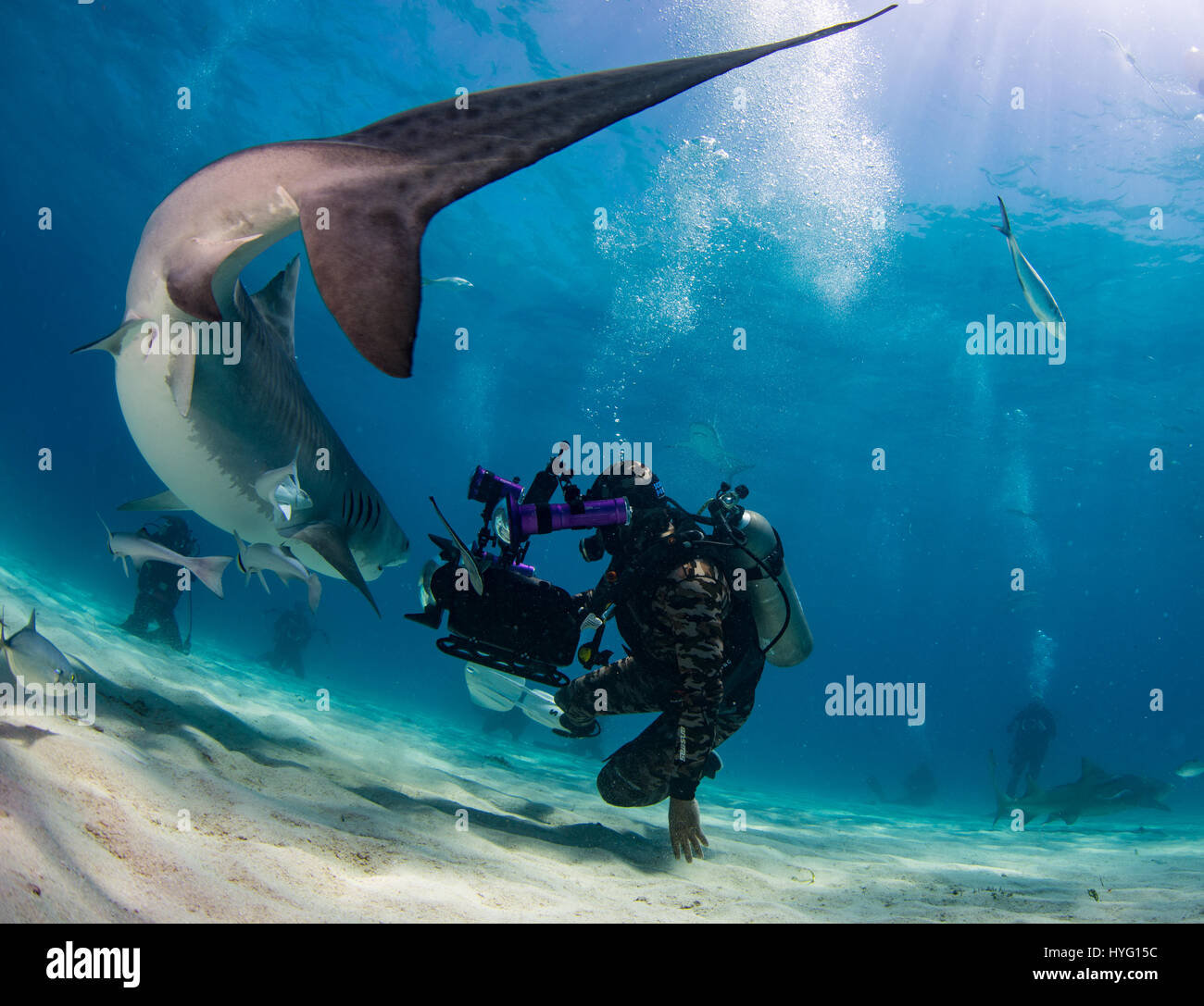 Giove in Florida, TIGER BEACH BAHAMAS: Tiger Shark volteggiare subacqueo. Tenendo un piede di sedici-lungo tiger shark nelle sue mani un coraggioso British subacqueo può essere visto posizionando il predatore selvatico in un sogno come la trance di novanta piedi sott'acqua. Con solo un paio di pollici tra di loro, il subacqueo tratti e allevia lo squalo in una procedura chiamata "immobilità tonica", spesso usato per calmare gli squali al fine di rimuovere i ganci dalle loro bocche o gola. Altre foto evidenziare gli affilati denti all'interno di entrambi i tigre e gli squali limone' bocche mentre la mano del subacqueo alimenta alcune chicche pescoso. Essi possono anche essere visto pla Foto Stock