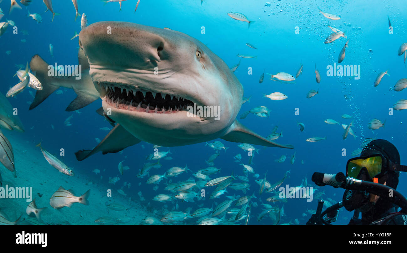 Giove in Florida, TIGER BEACH BAHAMAS: selfie subacqueo con la Shark. Tenendo un piede di sedici-lungo tiger shark nelle sue mani un coraggioso British subacqueo può essere visto posizionando il predatore selvatico in un sogno come la trance di novanta piedi sott'acqua. Con solo un paio di pollici tra di loro, il subacqueo tratti e allevia lo squalo in una procedura chiamata "immobilità tonica", spesso usato per calmare gli squali al fine di rimuovere i ganci dalle loro bocche o gola. Altre foto evidenziare gli affilati denti all'interno di entrambi i tigre e gli squali limone' bocche mentre la mano del subacqueo alimenta alcune chicche pescoso. Essi possono anche essere visto playin Foto Stock