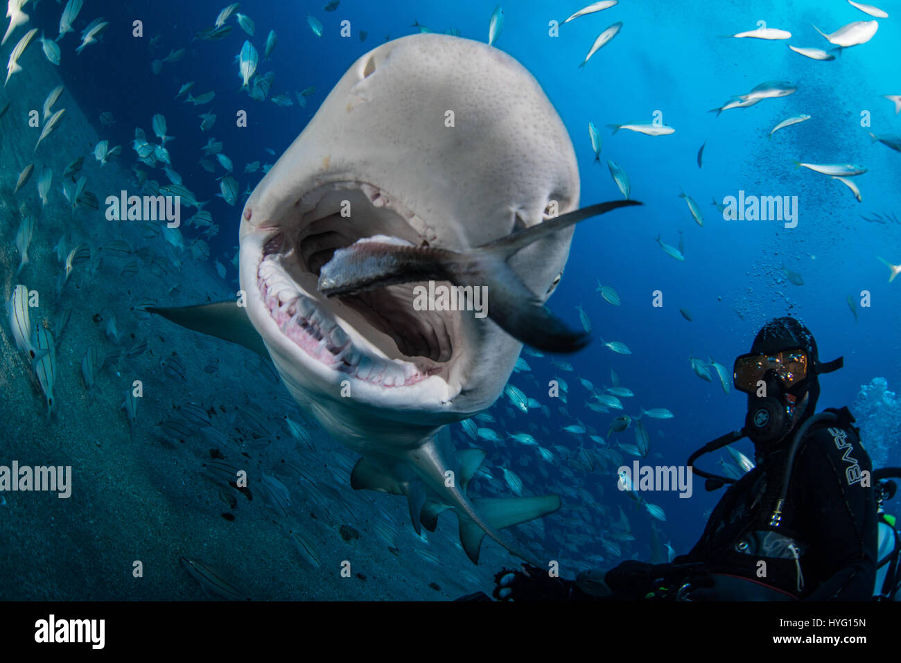 Giove in Florida, TIGER BEACH BAHAMAS: Selfie con la shark mangiare pesce. Tenendo un piede di sedici-lungo tiger shark nelle sue mani un coraggioso British subacqueo può essere visto posizionando il predatore selvatico in un sogno come la trance di novanta piedi sott'acqua. Con solo un paio di pollici tra di loro, il subacqueo tratti e allevia lo squalo in una procedura chiamata "immobilità tonica", spesso usato per calmare gli squali al fine di rimuovere i ganci dalle loro bocche o gola. Altre foto evidenziare gli affilati denti all'interno di entrambi i tigre e gli squali limone' bocche mentre la mano del subacqueo alimenta alcune chicche pescoso. Essi possono anche essere visto Foto Stock