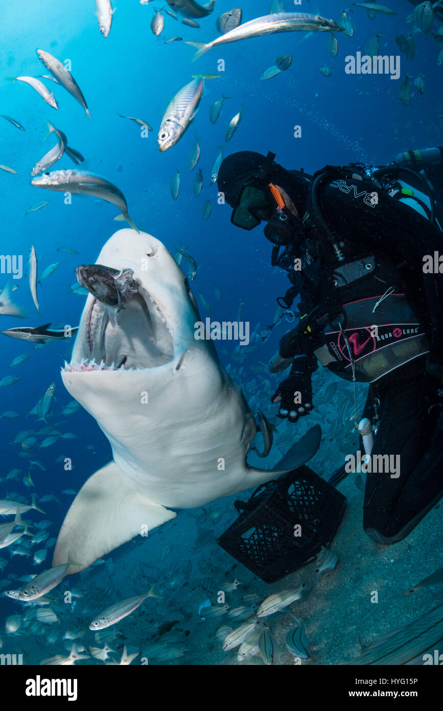 Giove in Florida, TIGER BEACH BAHAMAS: Immagine con alimentazione subacqueo lo squalo. Tenendo un piede di sedici-lungo tiger shark nelle sue mani un coraggioso British subacqueo può essere visto posizionando il predatore selvatico in un sogno come la trance di novanta piedi sott'acqua. Con solo un paio di pollici tra di loro, il subacqueo tratti e allevia lo squalo in una procedura chiamata "immobilità tonica", spesso usato per calmare gli squali al fine di rimuovere i ganci dalle loro bocche o gola. Altre foto evidenziare gli affilati denti all'interno di entrambi i tigre e gli squali limone' bocche mentre la mano del subacqueo alimenta alcune chicche pescoso. Essi possono anche b Foto Stock