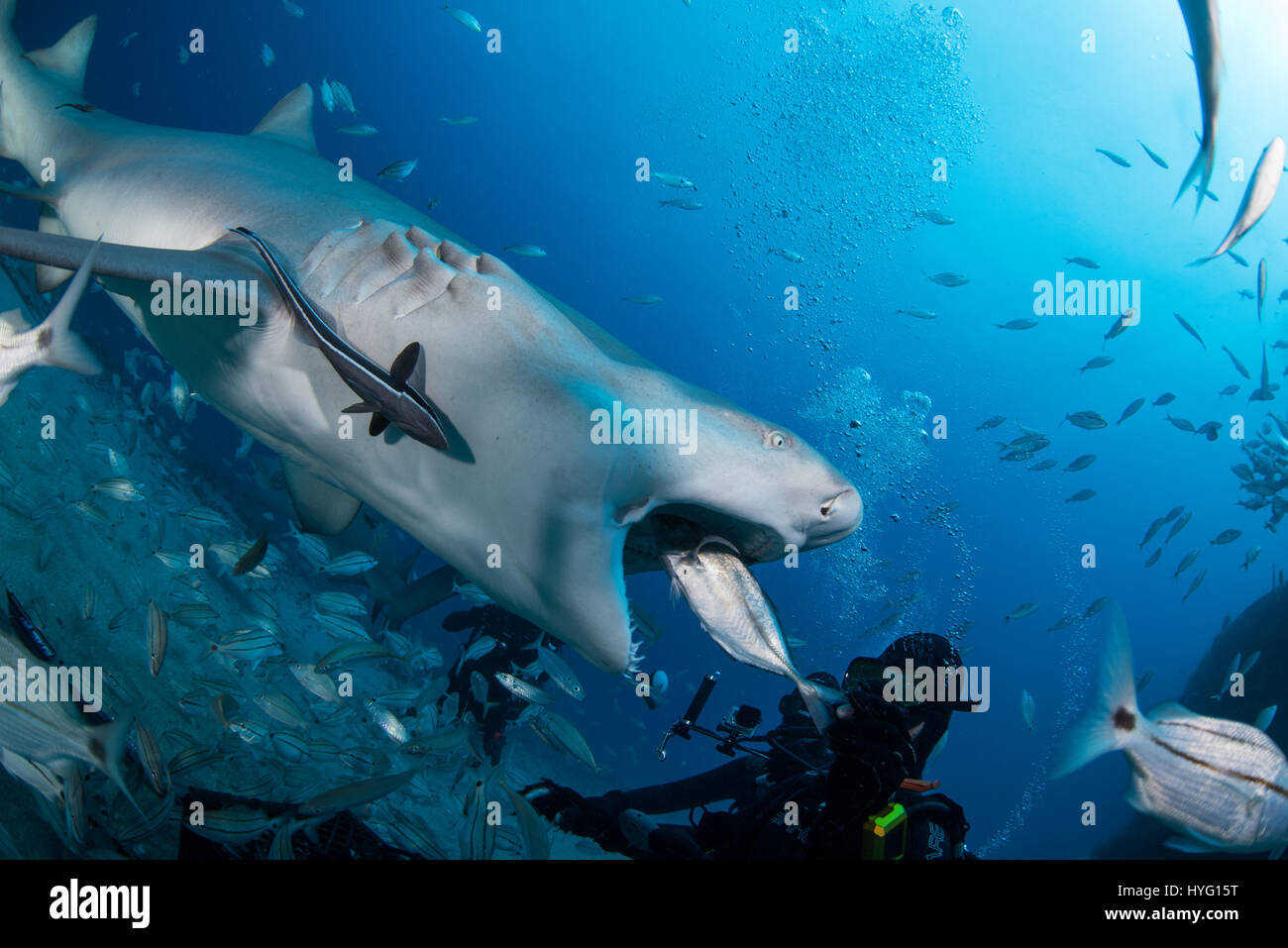 Giove in Florida, TIGER BEACH BAHAMAS: Lato angolazione di squalo di mangiare pesce. Tenendo un piede di sedici-lungo tiger shark nelle sue mani un coraggioso British subacqueo può essere visto posizionando il predatore selvatico in un sogno come la trance di novanta piedi sott'acqua. Con solo un paio di pollici tra di loro, il subacqueo tratti e allevia lo squalo in una procedura chiamata "immobilità tonica", spesso usato per calmare gli squali al fine di rimuovere i ganci dalle loro bocche o gola. Altre foto evidenziare gli affilati denti all'interno di entrambi i tigre e gli squali limone' bocche mentre la mano del subacqueo alimenta alcune chicche pescoso. Essi possono anche b Foto Stock